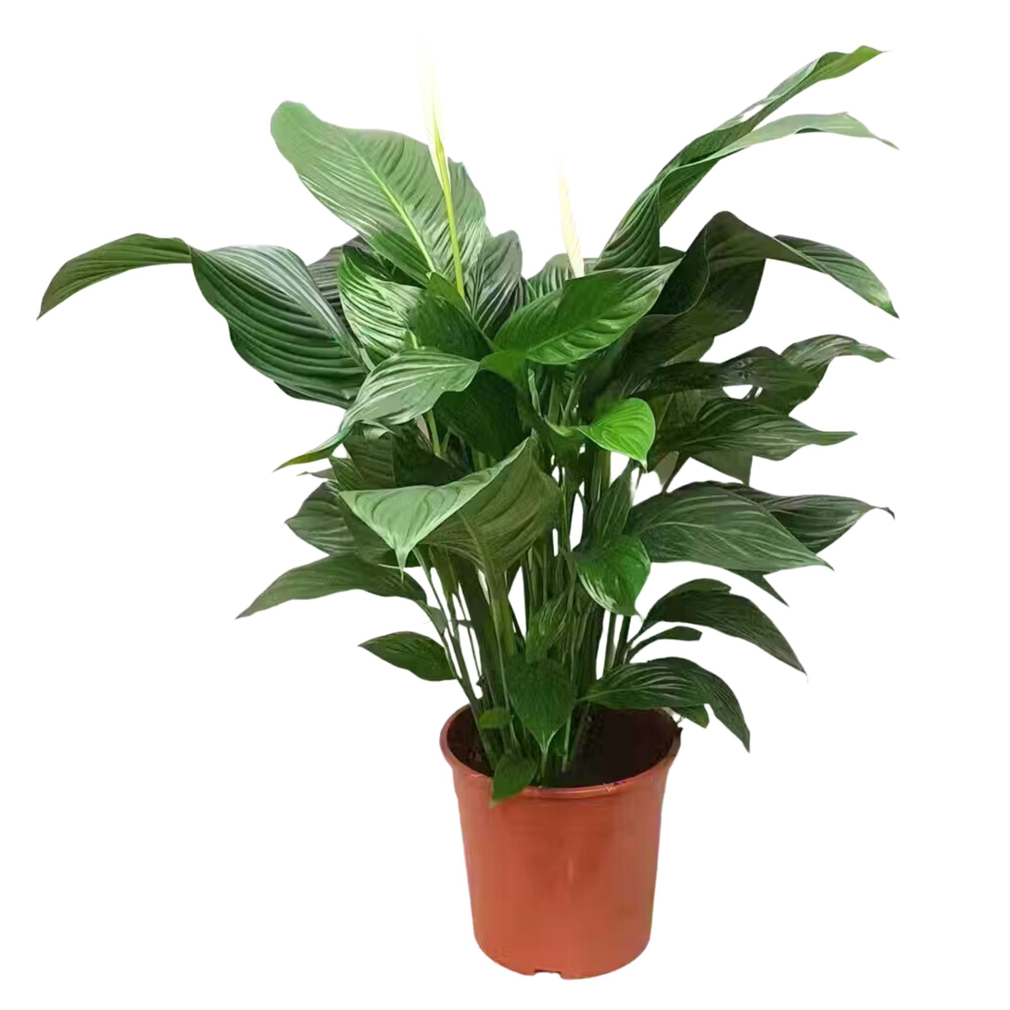 Spathiphyllum Sweet Silvana